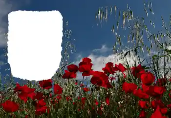 Фотоэффект с категории Лето № 114434 Фотоэффект с категории Лето № 114434