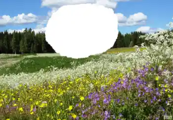 Фотоэффект с категории Лето № 114457 Фотоэффект с категории Лето № 114457