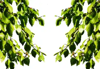 Фотоэффект с категории Лето № 114501 Фотоэффект с категории Лето № 114501