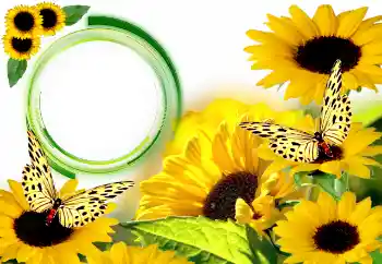 Фотоэффект с категории Лето № 134446