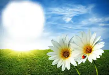 Фотоэффект с категории Лето № 89268